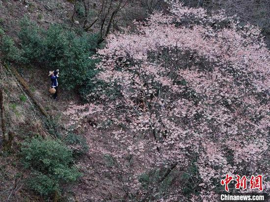 2025年,浙江庆元,茶农采摘荒野茶。 (庆元县官方 供图) 2025年,浙江庆元,茶农采摘荒野茶。 (庆元县官方 供图)