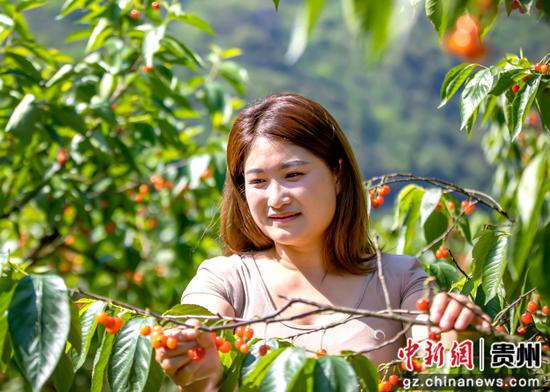 游客在黔西市素朴镇古胜村采摘樱桃 游客在黔西市素朴镇古胜村采摘樱桃