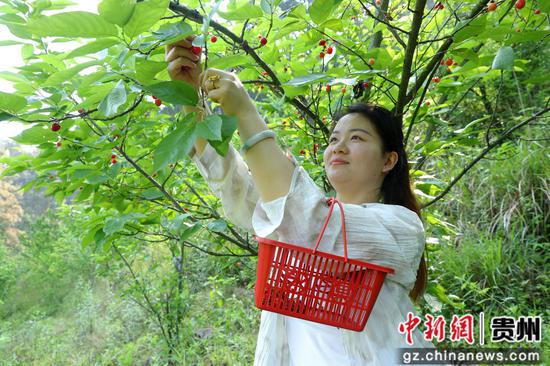游客在剑河县岑松镇巫门村樱桃种植基地采摘樱桃。杨婷 摄