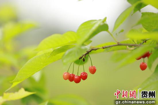 松桃苗族自治县盘信石林2000亩樱桃园迎来丰收季。   冉启华摄