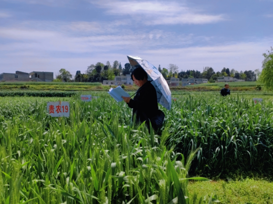 贵州黔西市农业服务中心工作人员到2024—2025年度国家小麦育种联合攻关长江上游冬麦区品比试验基地(金碧镇双寨村)开展小麦生长期调查。 贵州黔西市农业服务中心工作人员到2024—2025年度国家小麦育种联合攻关长江上游冬麦区品比试验基地(金碧镇双寨村)开展小麦生长期调查。