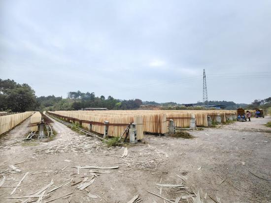 金融赋能激发林业“新活力”。工行梧州分行 供图 金融赋能激发林业“新活力”。工行梧州分行 供图