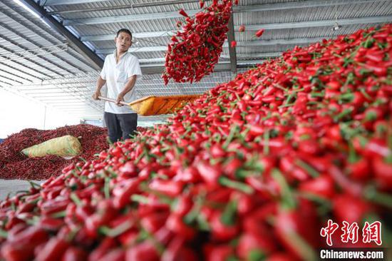 图为中国辣椒城工人在加工辣椒。 记者 瞿宏伦 摄 图为中国辣椒城工人在加工辣椒。 记者 瞿宏伦 摄