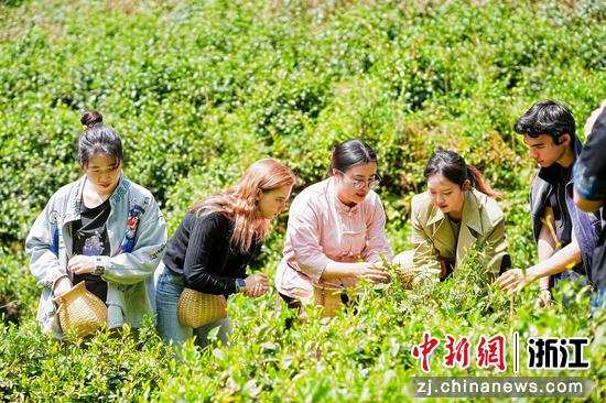 4月25日,中外青年在水口乡体验采茶。长兴官方供图 4月25日,中外青年在水口乡体验采茶。长兴官方供图