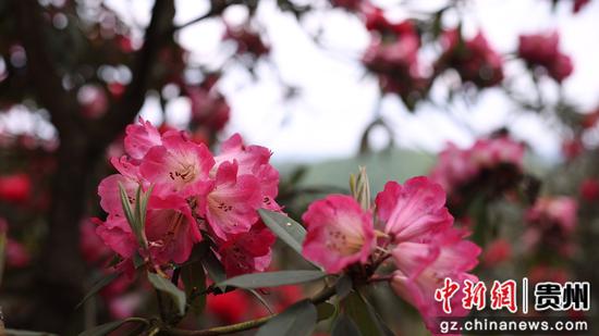 杜鹃花相继绽放 杜鹃花相继绽放