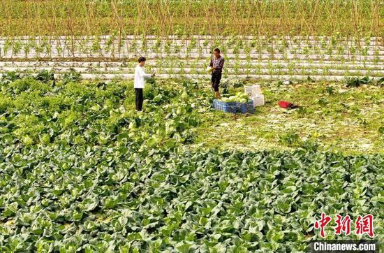 4月28日,刘盛涛(左)在贵州省铜仁市玉屏侗族自治县新店镇洞坪村帮助村民采收蔬菜。2002年出生的刘盛涛毕业于铜仁幼儿师范高等专科学校,2022年8月参加贵州省大学生志愿服务西部计划,服务于洞坪村,帮助村民解决法律援助、产业发展、村庄治理、孩子读书等问题。服务期间,他走进田间地头,一边与村民交流谈心,一边帮助村民干农活,把“青春汗水”洒向“希望田野”。胡攀学 摄 4月28日,刘盛涛(左)在贵州省铜仁市玉屏侗族自治县新店镇洞坪村帮助村民采收蔬菜。2002年出生的刘盛涛毕业于铜仁幼儿师范高等专科学校,2022年8月参加贵州省大学生志愿服务西部计划,服务于洞坪村,帮助村民解决法律援助、产业发展、村庄治理、孩子读书等问题。服务期间,他走进田间地头,一边与村民交流谈心,一边帮助村民干农活,把“青春汗水”洒向“希望田野”。胡攀学 摄