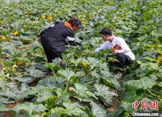 图为刘盛涛(右)在洞坪村调研蔬菜种植情况。胡攀学 摄 图为刘盛涛(右)在洞坪村调研蔬菜种植情况。胡攀学 摄
