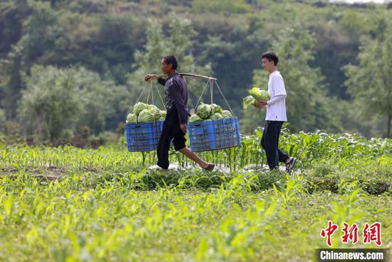 图为刘盛涛(后)在洞坪村帮助村民搬运蔬菜。胡攀学 摄 图为刘盛涛(后)在洞坪村帮助村民搬运蔬菜。胡攀学 摄