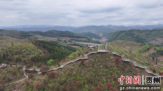 杜鹃花相继绽放 杜鹃花相继绽放