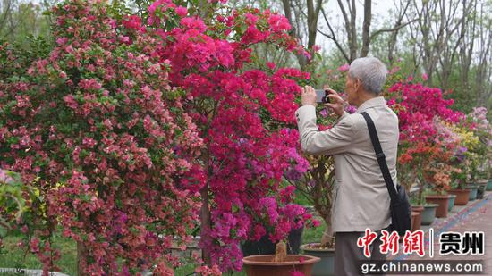 好花红红满院景区