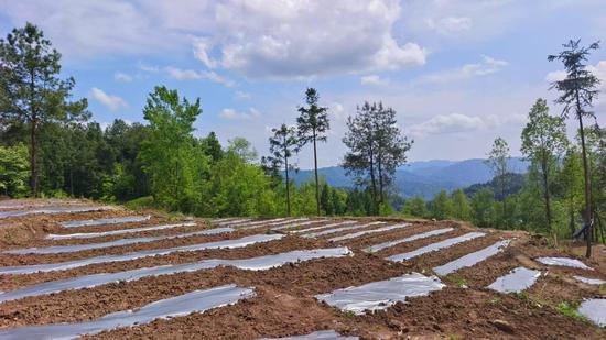 三岔河镇天水池村头花蓼与玉米套种示范地。 三岔河镇天水池村头花蓼与玉米套种示范地。