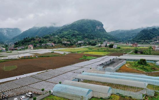 辣椒移栽现场。周远 摄