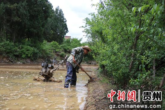 生机镇镇江村胡家湾组村民胡思普正在整理农田为插秧做准备 生机镇镇江村胡家湾组村民胡思普正在整理农田为插秧做准备