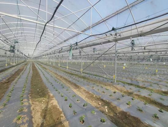 黄瓜大鹏 黄瓜大鹏