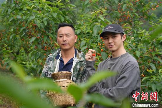张寻在阿栗村农户樱桃园了解种植情况。蒲文思 摄 张寻在阿栗村农户樱桃园了解种植情况。蒲文思 摄
