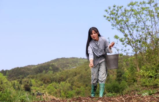 ↑ 4月19日，陈星星在下院村种黄豆。