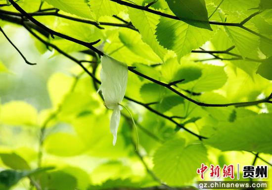 贵州省道真仡佬族苗自治县大沙河国家级自然保护区拍摄的珙桐花。 贵州省道真仡佬族苗自治县大沙河国家级自然保护区拍摄的珙桐花。