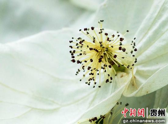 贵州省道真仡佬族苗自治县大沙河国家级自然保护区拍摄的珙桐花。 贵州省道真仡佬族苗自治县大沙河国家级自然保护区拍摄的珙桐花。