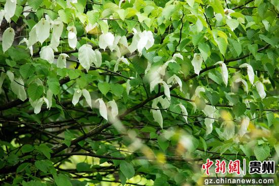 贵州省道真仡佬族苗自治县大沙河国家级自然保护区拍摄的珙桐花。 贵州省道真仡佬族苗自治县大沙河国家级自然保护区拍摄的珙桐花。