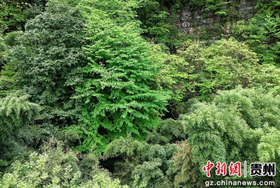 5月6日,在贵州省道真仡佬族苗自治县大沙河国家级自然保护区拍摄的珙桐花。(无人机照片) 5月6日,在贵州省道真仡佬族苗自治县大沙河国家级自然保护区拍摄的珙桐花。(无人机照片)
