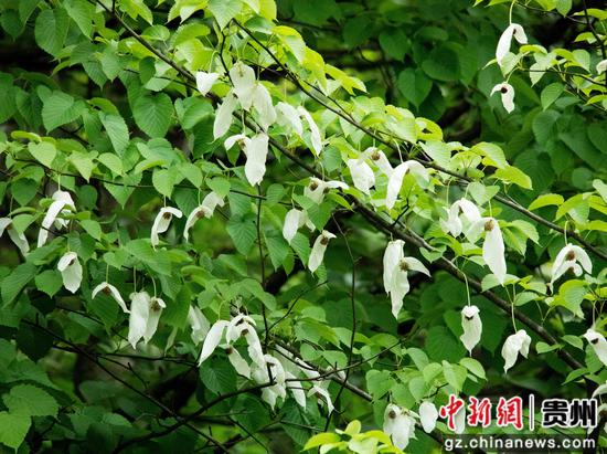 贵州省道真仡佬族苗自治县大沙河国家级自然保护区拍摄的珙桐花。 贵州省道真仡佬族苗自治县大沙河国家级自然保护区拍摄的珙桐花。