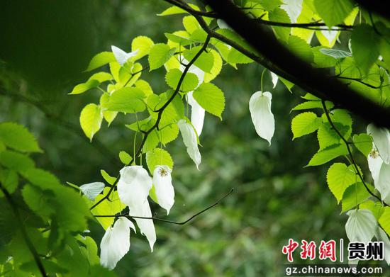 贵州省道真仡佬族苗自治县大沙河国家级自然保护区拍摄的珙桐花。 贵州省道真仡佬族苗自治县大沙河国家级自然保护区拍摄的珙桐花。