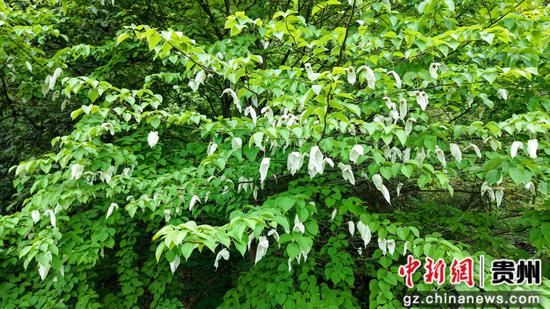 贵州省道真仡佬族苗自治县大沙河国家级自然保护区拍摄的珙桐花。(无人机照片) 贵州省道真仡佬族苗自治县大沙河国家级自然保护区拍摄的珙桐花。(无人机照片)