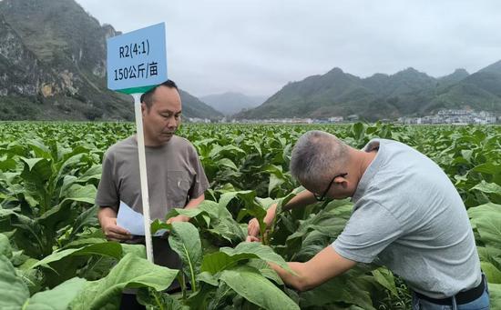 图为项目人员为烟叶绑系不同颜色标识绳。马利菊 摄 图为项目人员为烟叶绑系不同颜色标识绳。马利菊 摄