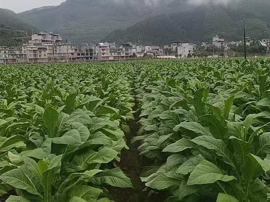 图为百色市凌云县沙里烟区大田烟叶。李东方 摄 图为百色市凌云县沙里烟区大田烟叶。李东方 摄