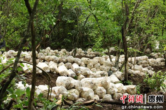 灵芝种植基地菌包摆放整齐 。钟成炫 摄 灵芝种植基地菌包摆放整齐 。钟成炫 摄