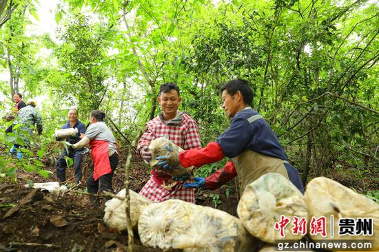 村民搬运灵芝菌包。张碧桃 摄 村民搬运灵芝菌包。张碧桃 摄