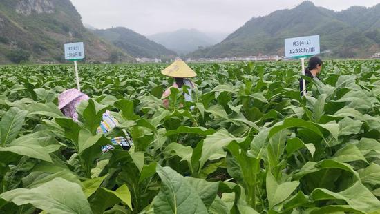 图为烟农积极参与生态高端定制烟叶试验。韦波 摄 图为烟农积极参与生态高端定制烟叶试验。韦波 摄