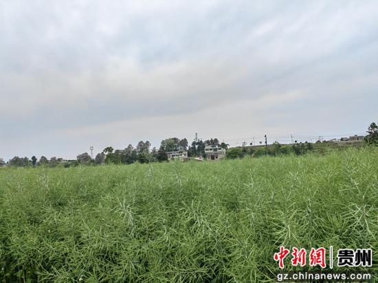 贵州省黔西市金碧镇铧口寨社区油菜种植基地油菜长势好 贵州省黔西市金碧镇铧口寨社区油菜种植基地油菜长势好