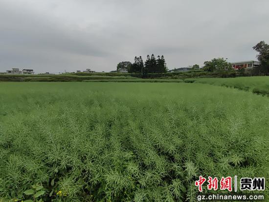 贵州省黔西市金碧镇铧口寨社区油菜种植基地油菜长势好 贵州省黔西市金碧镇铧口寨社区油菜种植基地油菜长势好