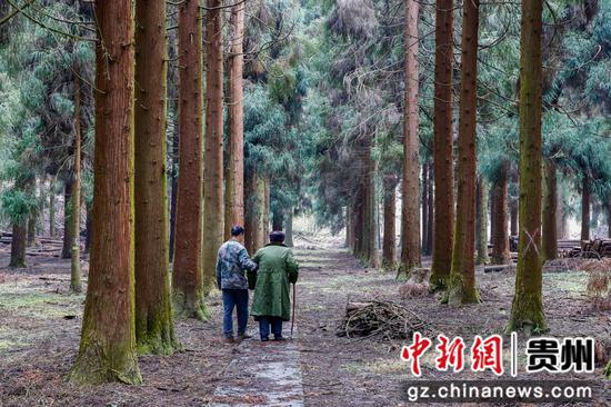 姚克礼搀扶父亲姚思学走在林区。 姚克礼搀扶父亲姚思学走在林区。