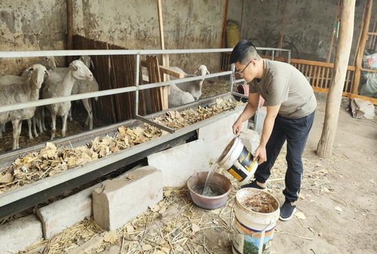 结亲干部王利军帮助结对亲戚饲喂羊e