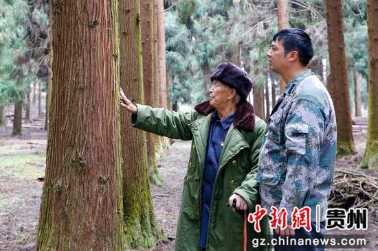 姚思学(左一)在林区抚摸早年种下的杉树。 姚思学(左一)在林区抚摸早年种下的杉树。