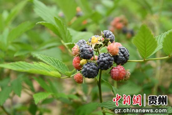 成熟的无刺黑莓 成熟的无刺黑莓