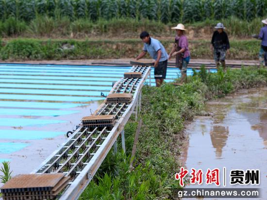 村民搬运钵盘 村民搬运钵盘