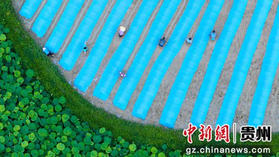 村民在搭盖无纺布 村民在搭盖无纺布