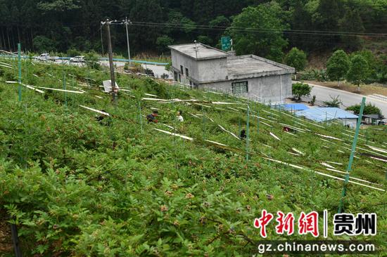 板庚无刺黑莓采摘园 板庚无刺黑莓采摘园