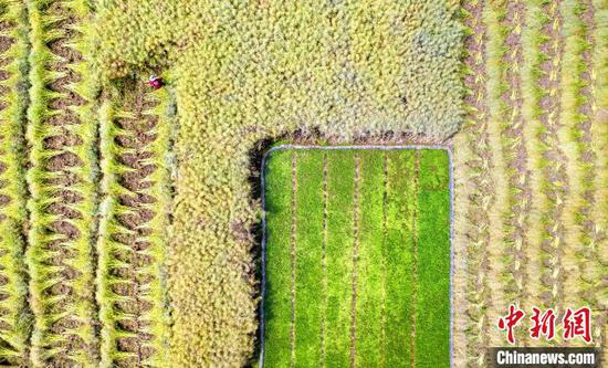 图为农民在贵州省黔西市洪水镇田间收割油菜籽（无人机照片）。史开心 摄