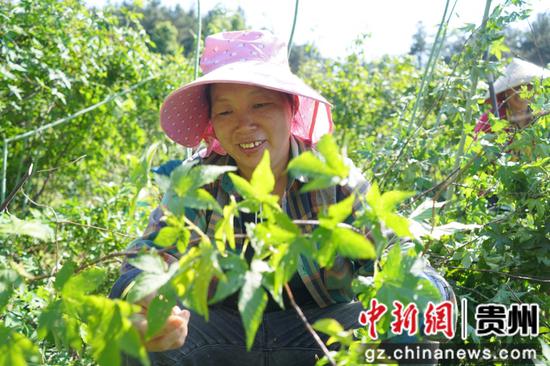 工人正在采摘果子。周燕 摄 工人正在采摘果子。周燕 摄