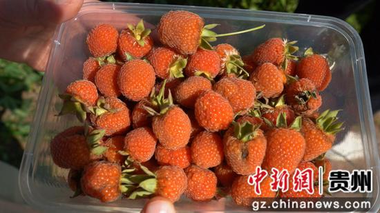 成熟的覆盆子果子。龙水英 摄 成熟的覆盆子果子。龙水英 摄
