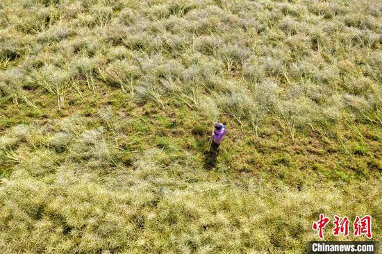 图为农民在贵州省黔西市洪水镇田间收割油菜籽（无人机照片）。史开心 摄