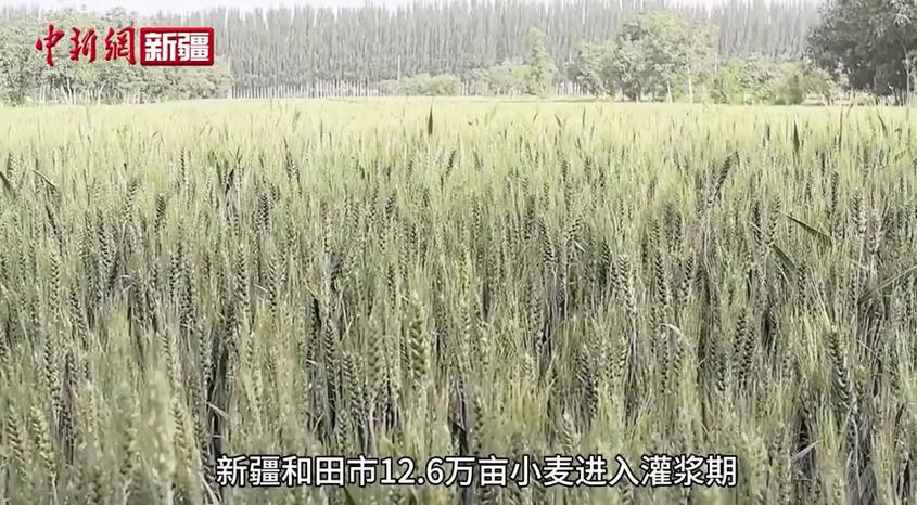 新疆和田市：無人機(jī)“一噴三防” 護(hù)航夏糧豐收