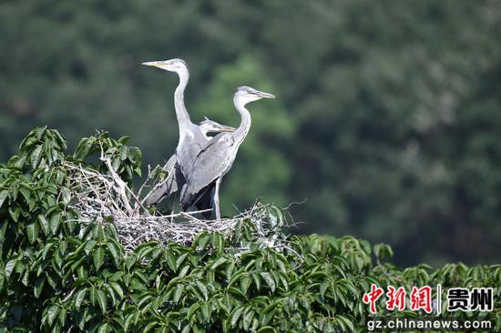 鹭鸟在合马镇沙坪村栖息繁衍