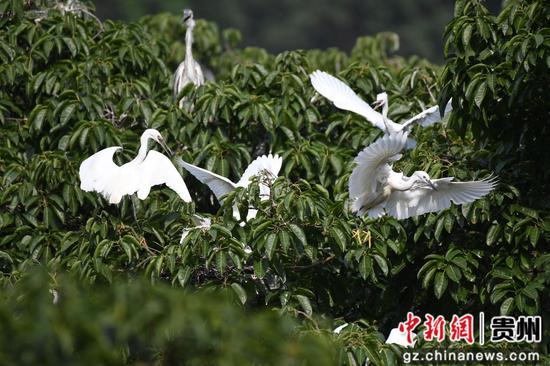 鹭鸟在合马镇沙坪村栖息繁衍