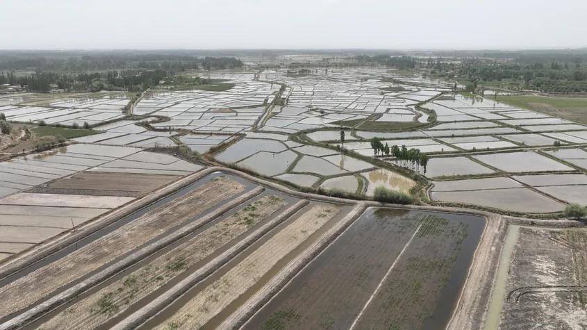 稻虾共舞绘新景：新疆叶城实现水稻插秧与小龙虾上市“双丰收”