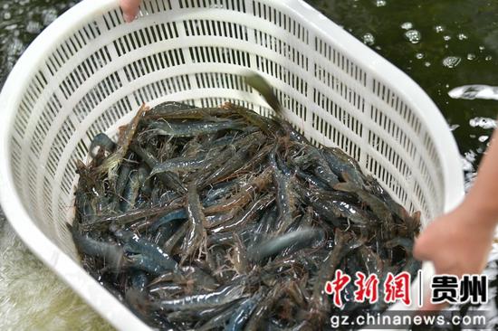 近日，遵义市余庆县的“海鲜陆养”南美白对虾喜获丰收，首批约2000斤对虾上市。白青青 摄